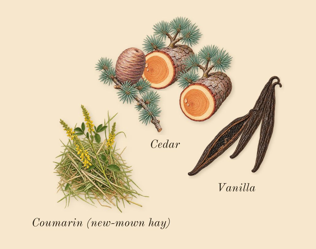 Cosmic Kylie Jenner, dry-down: Vanilla, Cedar, Coumarin (new-mown hay)