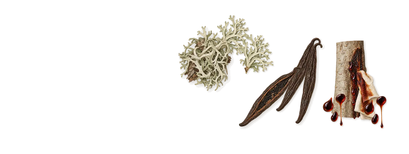 Bonbons à la Vanille’s scent picture, a draft: vanilla, peru balsam, oakmoss drawn so far; dashed outlines where nothing is drawn yet