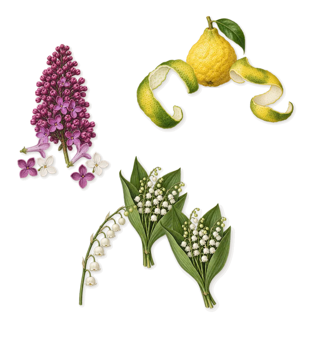 Ayurvédique Oriental Ambre Vanille Patchouli, when you spray it: Bergamot, Lily of the valley, Lilac
