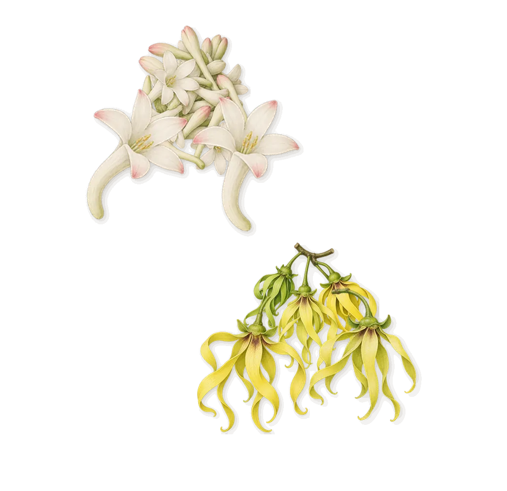 L.12.12 Blanc, as it settles: Ylang-ylang, Tuberose