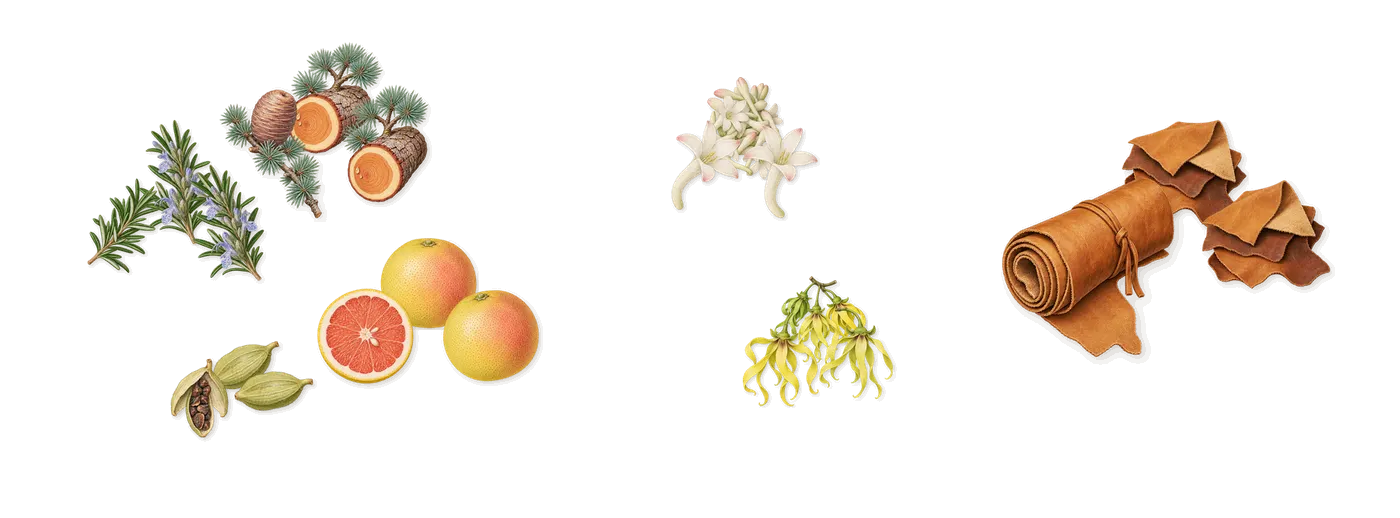 L.12.12 Blanc’s scent picture, a draft: cardamom, cedar, rosemary, grapefruit, ylang-ylang, tuberose drawn so far; dashed outlines where nothing is drawn yet