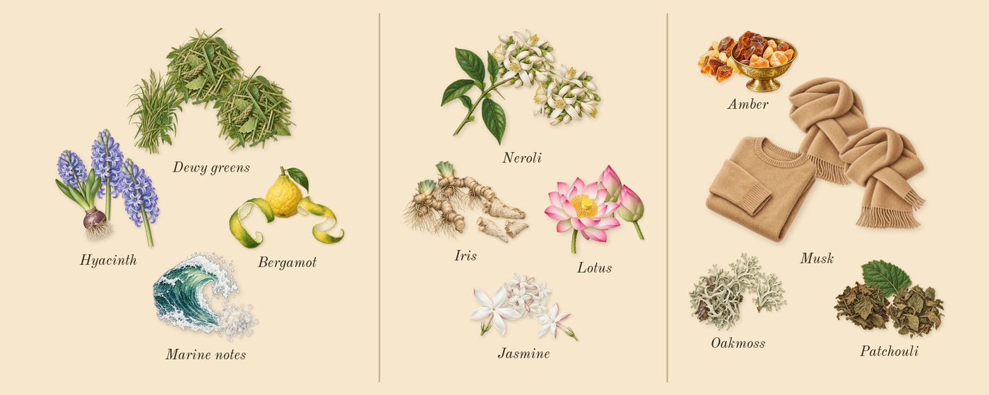 11 11 Azure’s scent picture, a draft: marine notes, hyacinth, bergamot, dewy greens, lotus, iris drawn so far; dashed outlines where nothing is drawn yet