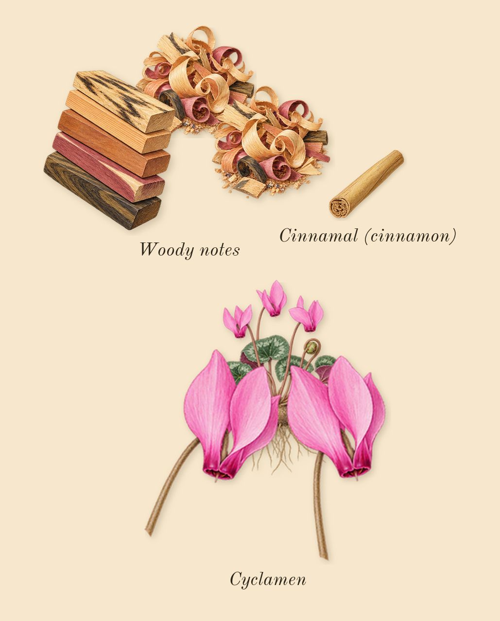 11 11, heart: Woody notes, Cyclamen, Cinnamal (cinnamon)
