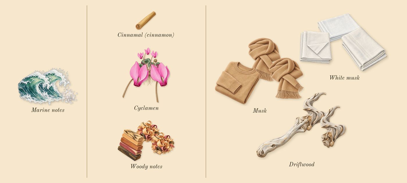 11 11’s scent picture, a draft: marine notes, woody notes, cyclamen, white musk, driftwood, musk drawn so far; dashed outlines where nothing is drawn yet