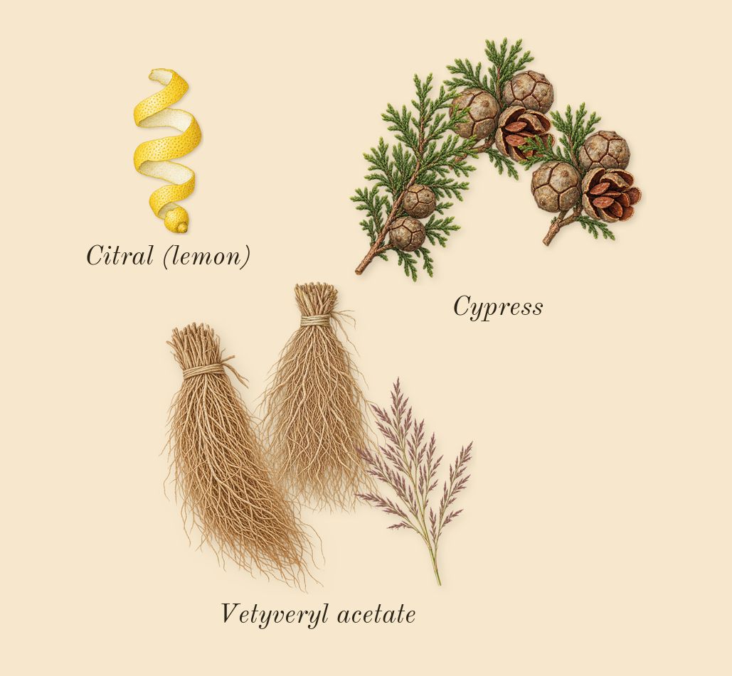 Encre Noire, top notes: Cypress, Vetyveryl acetate, Citral (lemon)