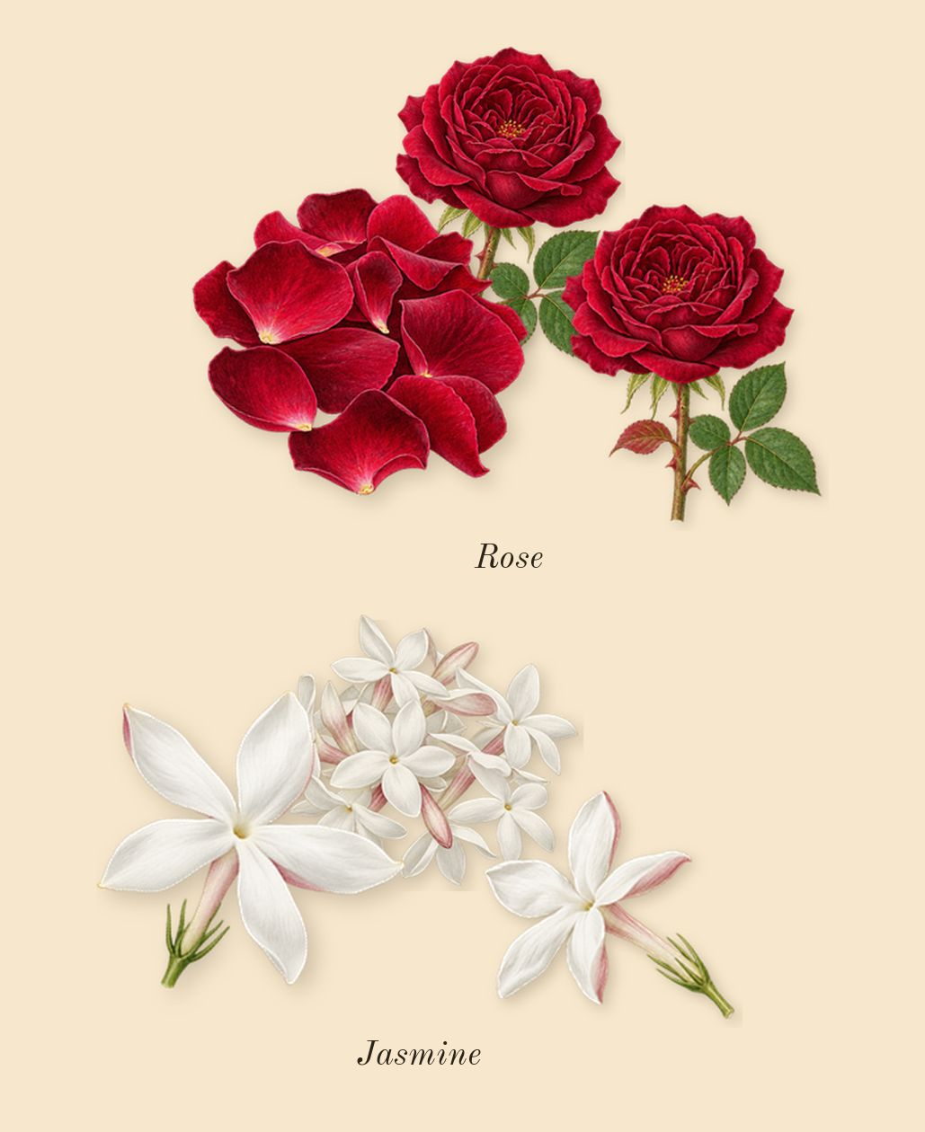 Idôle, heart: Rose, Jasmine