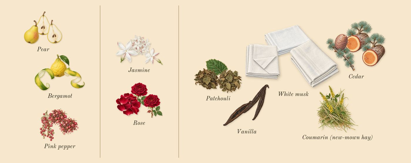 Idôle’s scent picture, a draft: bergamot, pear, pink pepper, rose, jasmine, white musk drawn so far; dashed outlines where nothing is drawn yet