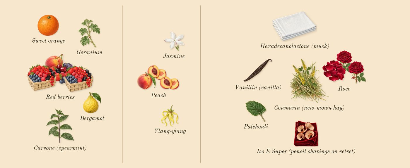 Idôle Peach 'N Roses’s scent picture, a draft: red berries, peach, rose, geranium, ylang-ylang, jasmine drawn so far; dashed outlines where nothing is drawn yet
