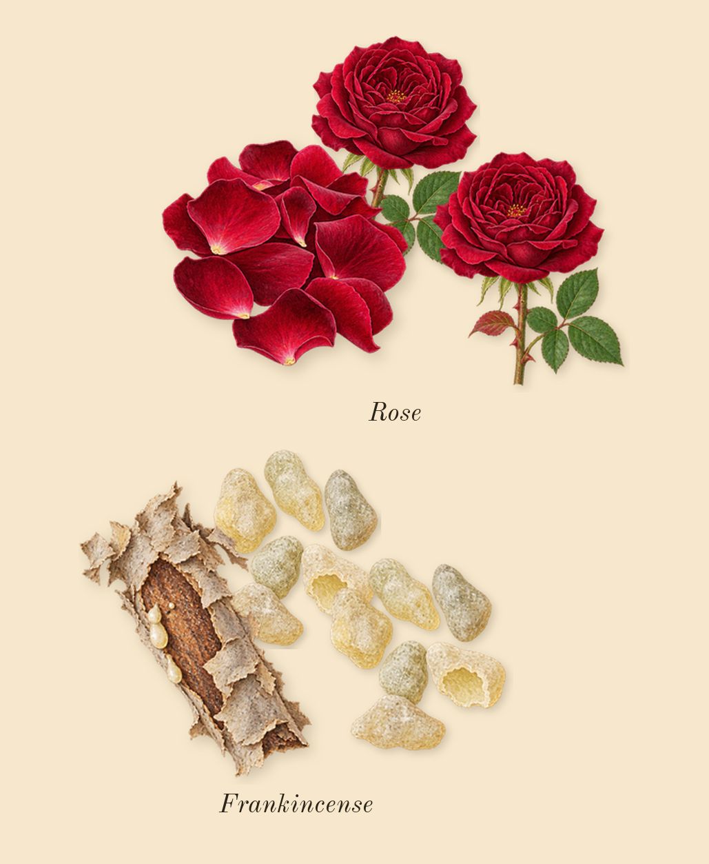 La Nuit Trésor, heart: Frankincense, Rose