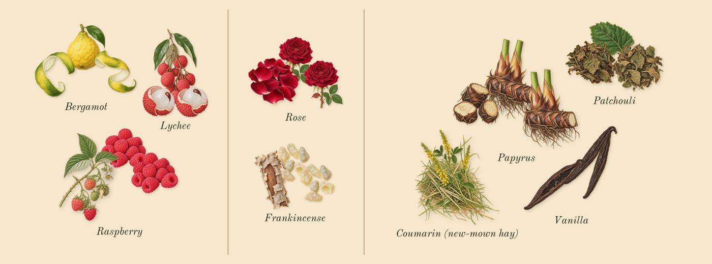 La Nuit Trésor’s scent picture, a draft: raspberry, lychee, bergamot, frankincense, rose, vanilla drawn so far; dashed outlines where nothing is drawn yet