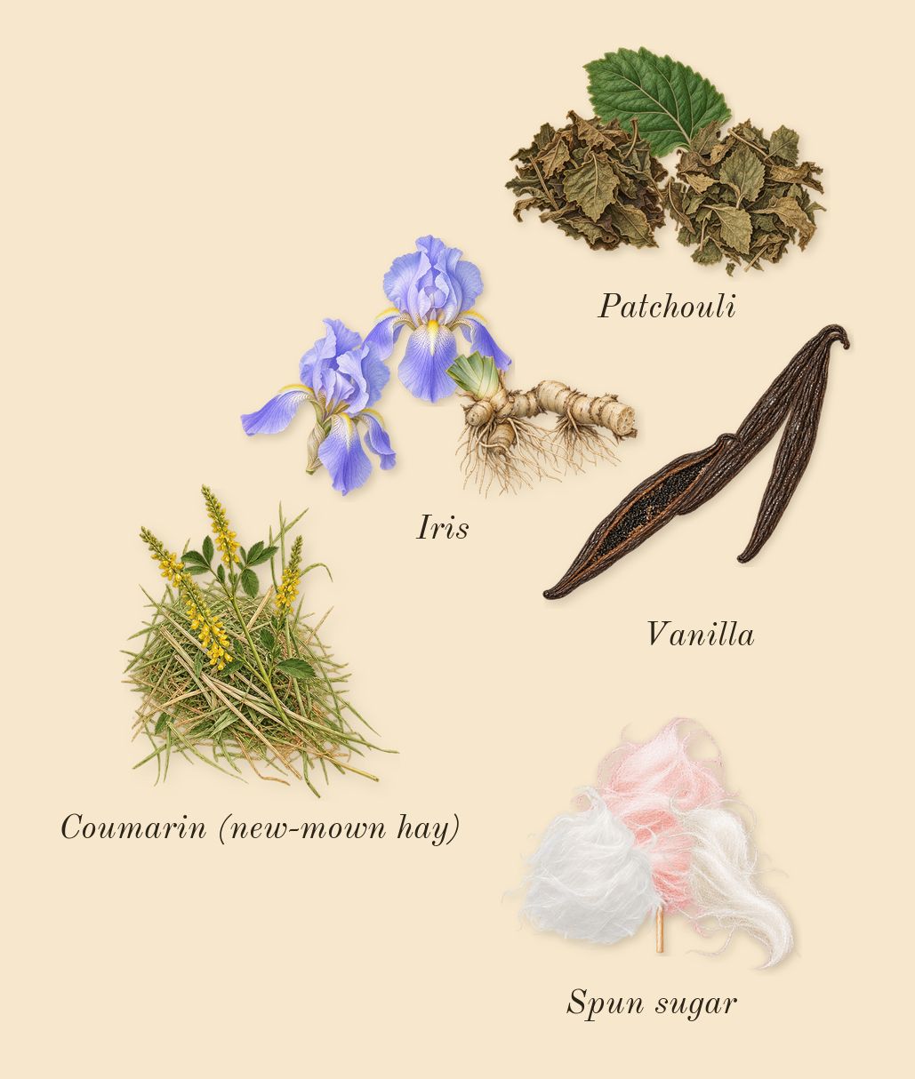 La Vie Est Belle, dry-down: Iris, Patchouli, Vanilla, Spun sugar, Coumarin (new-mown hay)