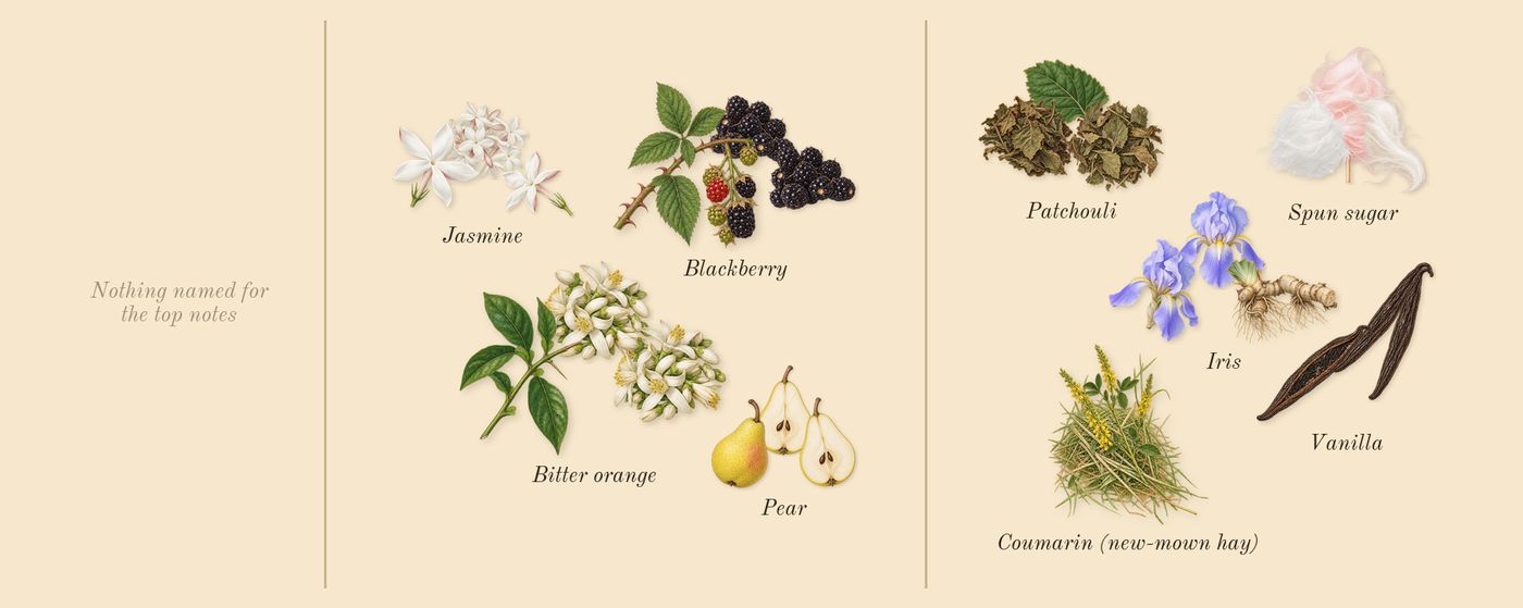 La Vie Est Belle’s scent picture, a draft: iris, patchouli, vanilla, spun sugar, pear, blackberry drawn so far; dashed outlines where nothing is drawn yet