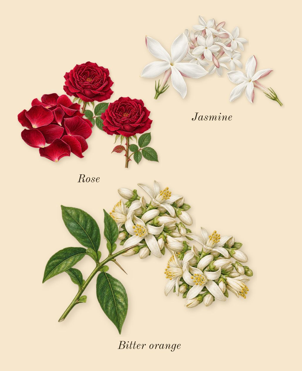 La Vie Est Belle Iris Absolu, heart: Rose, Jasmine, Bitter orange