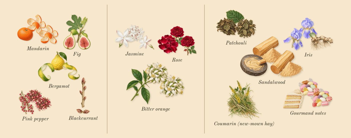 La Vie Est Belle Iris Absolu’s scent picture, a draft: fig, blackcurrant, bergamot, pink pepper, rose, jasmine drawn so far; dashed outlines where nothing is drawn yet