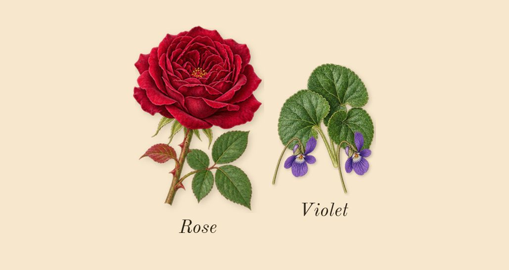 La Vie Est Belle L'Elixir Very Cherry, heart: Violet, Rose