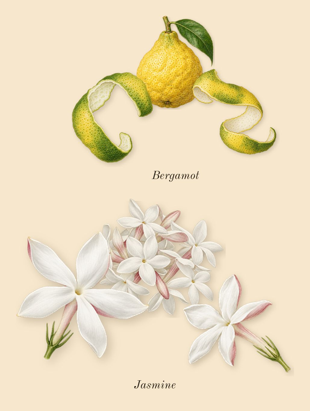 La Vie Est Belle Vanille Nude, top notes: Jasmine, Bergamot