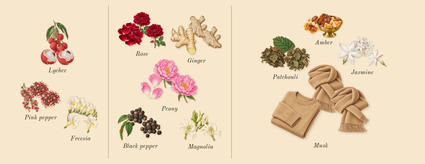 Miracle’s scent picture, a draft: lychee, freesia, pink pepper, peony, rose, magnolia drawn so far; dashed outlines where nothing is drawn yet