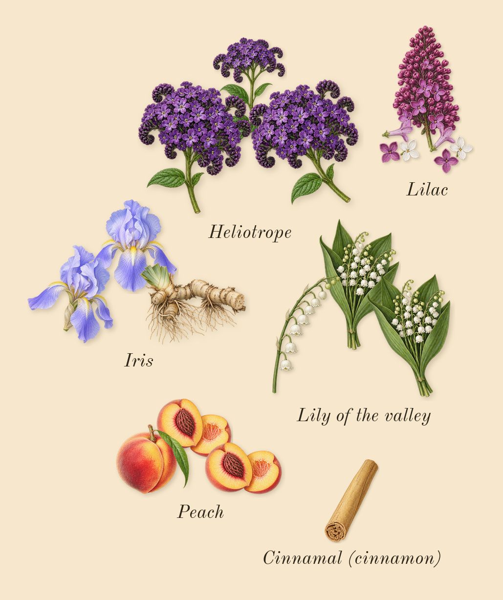 Trésor, heart: Lilac, Iris, Peach, Lily of the valley, Heliotrope, Cinnamal (cinnamon)