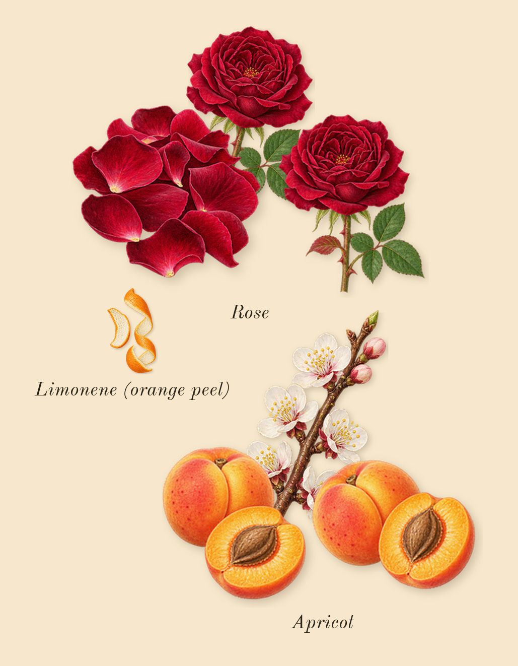 Trésor, top notes: Apricot, Rose, Limonene (orange peel)