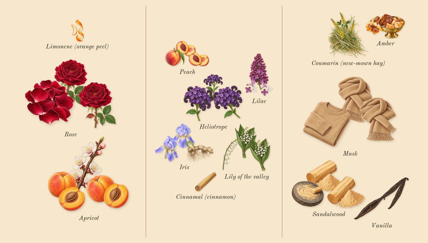 Trésor’s scent picture, a draft: apricot, rose, lilac, iris, peach, amber drawn so far; dashed outlines where nothing is drawn yet