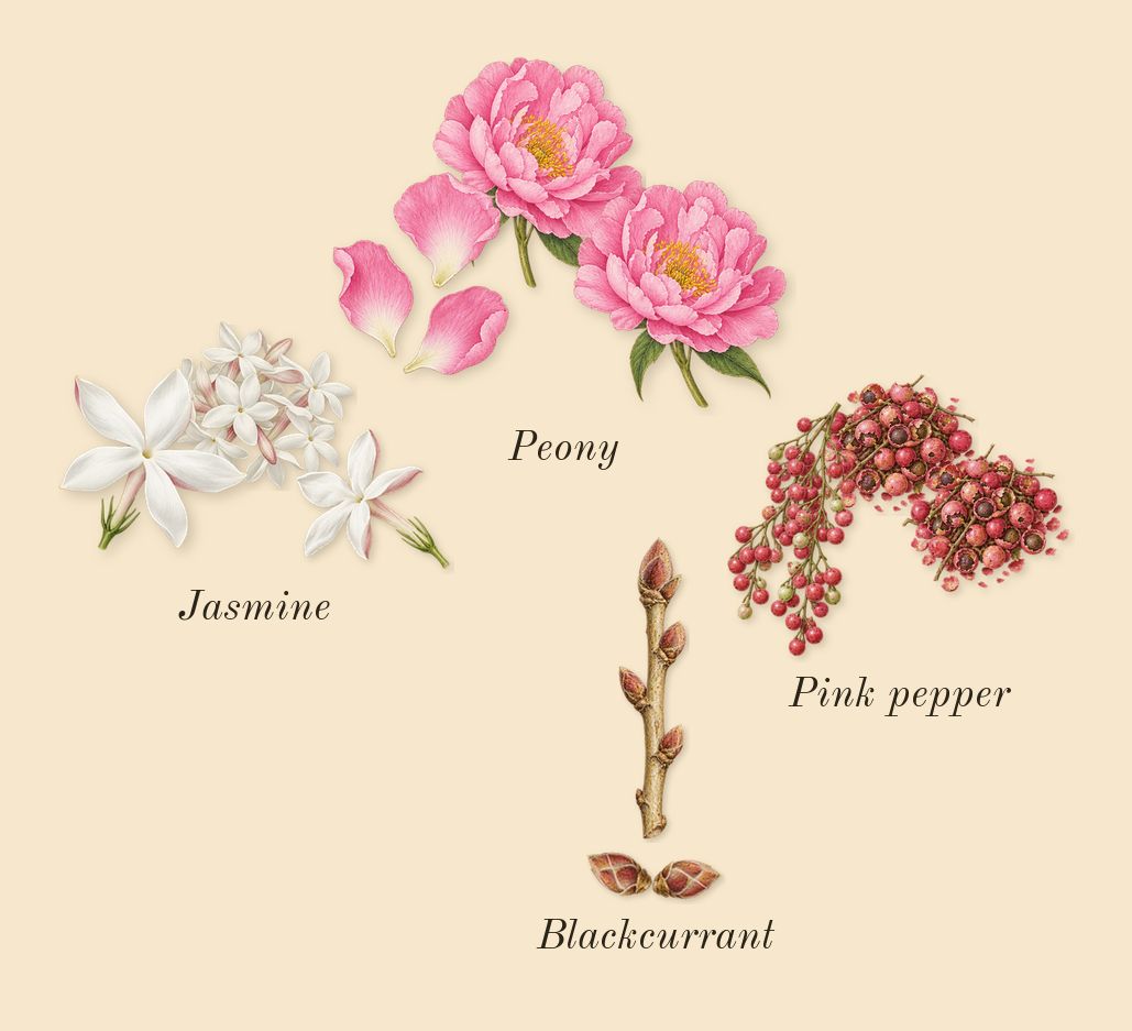 Trésor Midnight Rose, top notes: Jasmine, Peony, Blackcurrant, Pink pepper