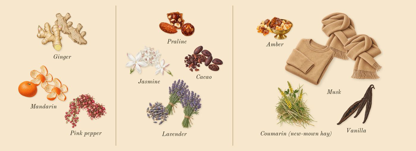 Angham’s scent picture, a draft: mandarin, ginger, pink pepper, praline, lavender, cacao drawn so far; dashed outlines where nothing is drawn yet