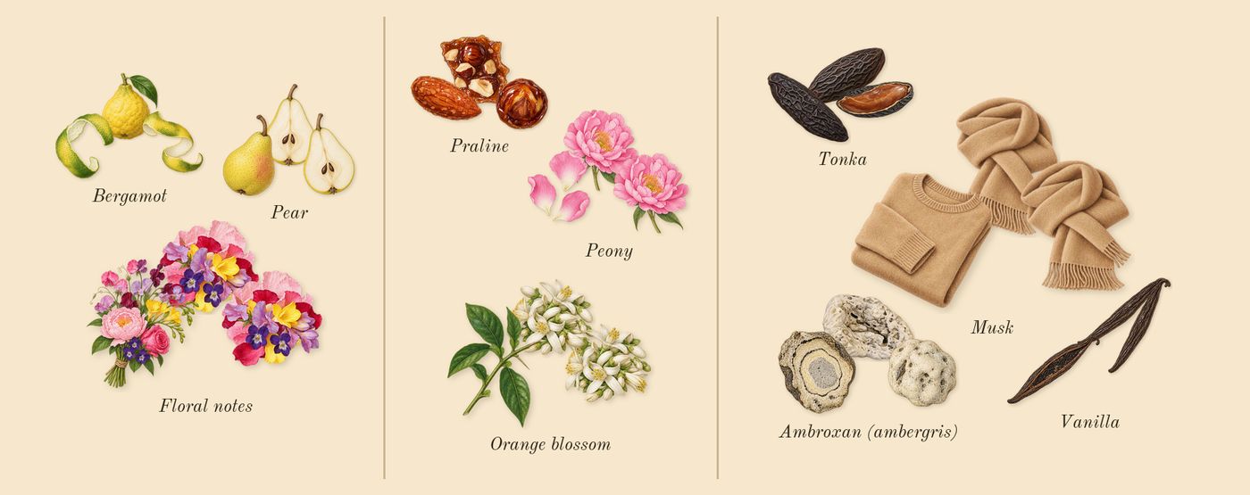 Angham Second Song’s scent picture, a draft: bergamot, pear, floral notes, orange blossom, peony, praline drawn so far; dashed outlines where nothing is drawn yet