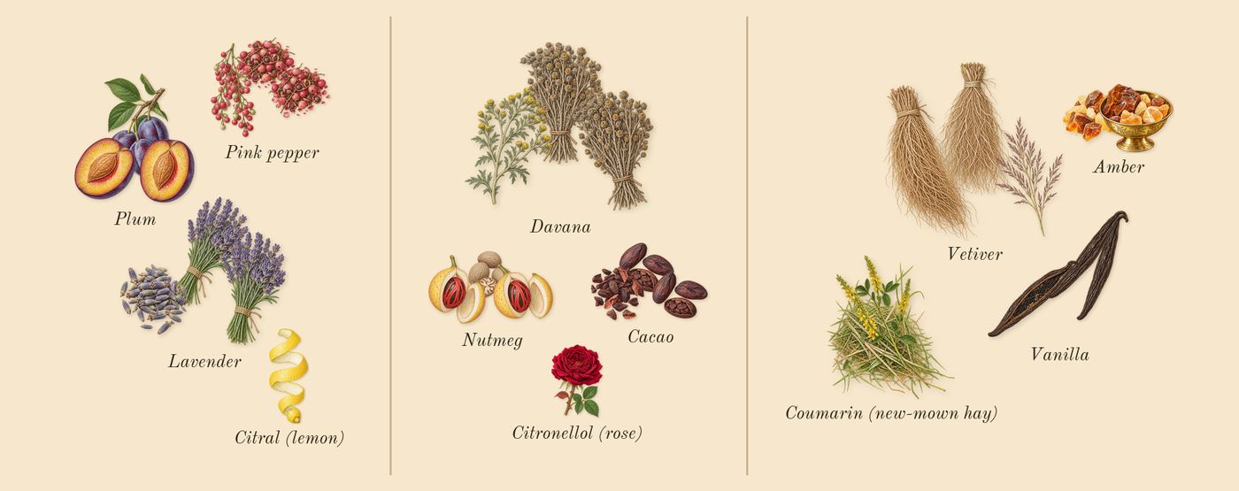 Asad Bourbon’s scent picture, a draft: pink pepper, lavender, plum, cacao, davana, nutmeg drawn so far; dashed outlines where nothing is drawn yet