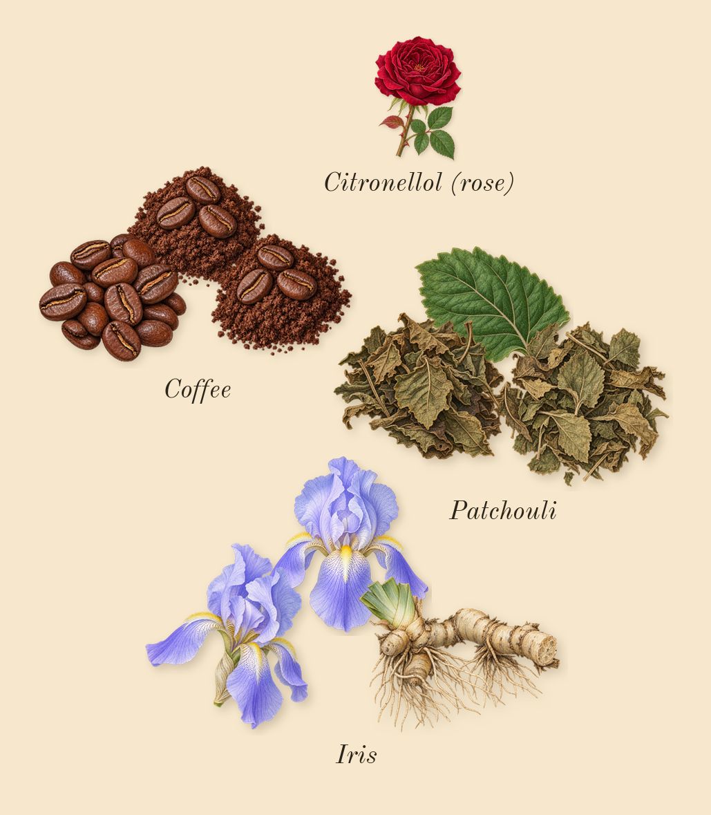Asad, heart: Coffee, Iris, Patchouli, Citronellol (rose)