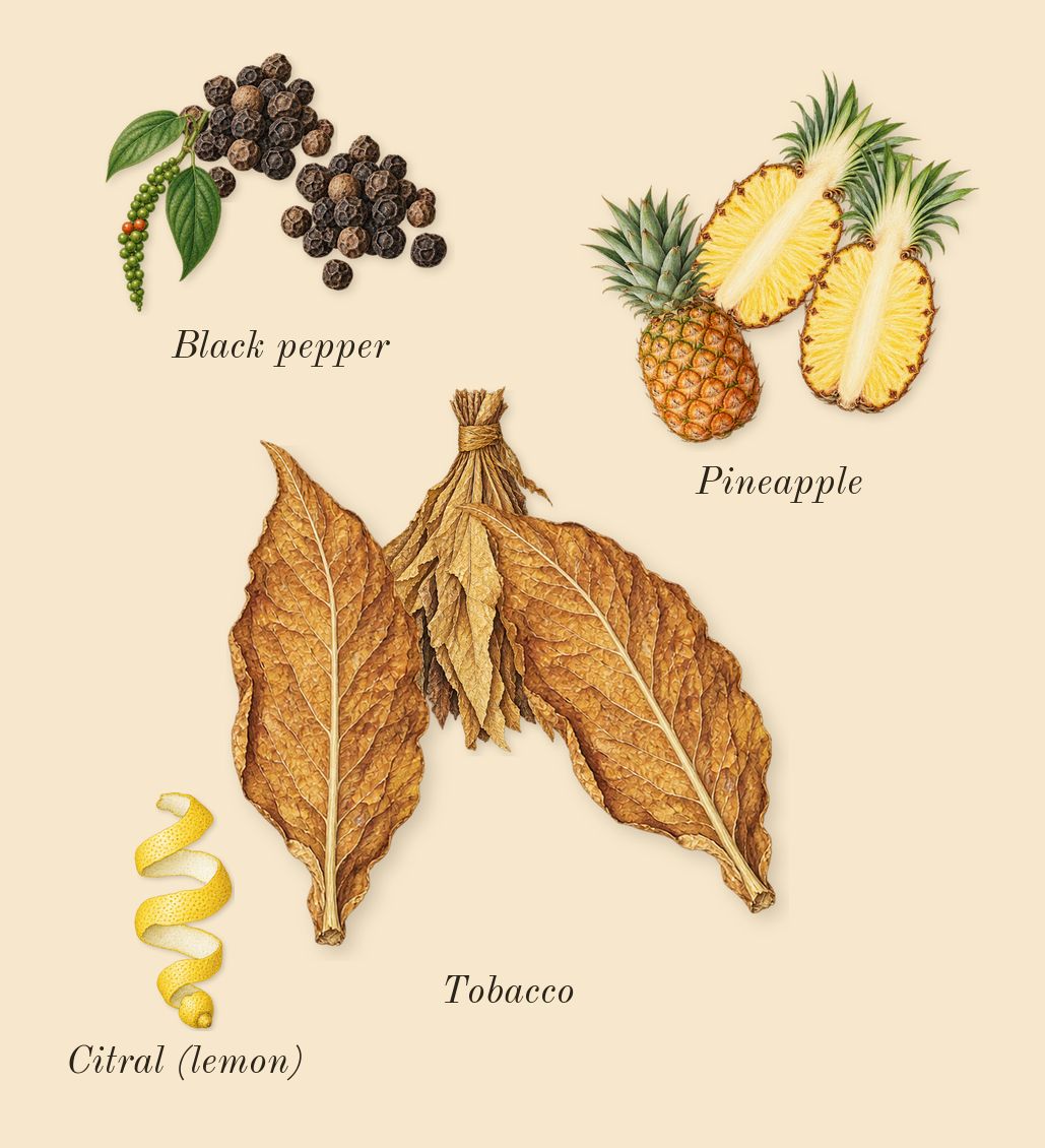 Asad, top notes: Black pepper, Pineapple, Tobacco, Citral (lemon)
