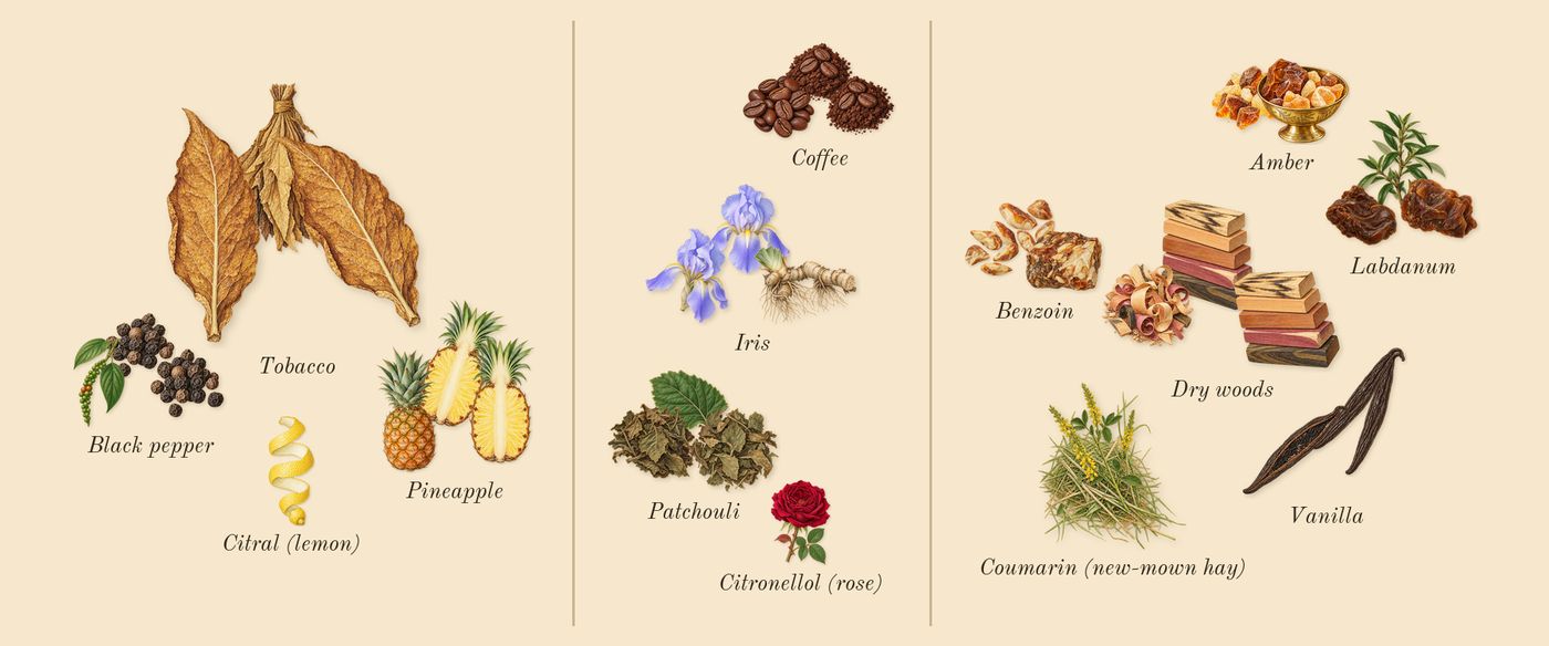 Asad’s scent picture, a draft: black pepper, pineapple, tobacco, coffee, iris, patchouli drawn so far; dashed outlines where nothing is drawn yet