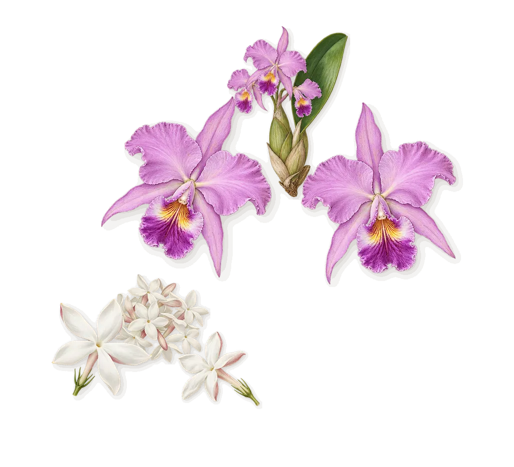 Atheeri, as it settles: Orchid, Jasmine