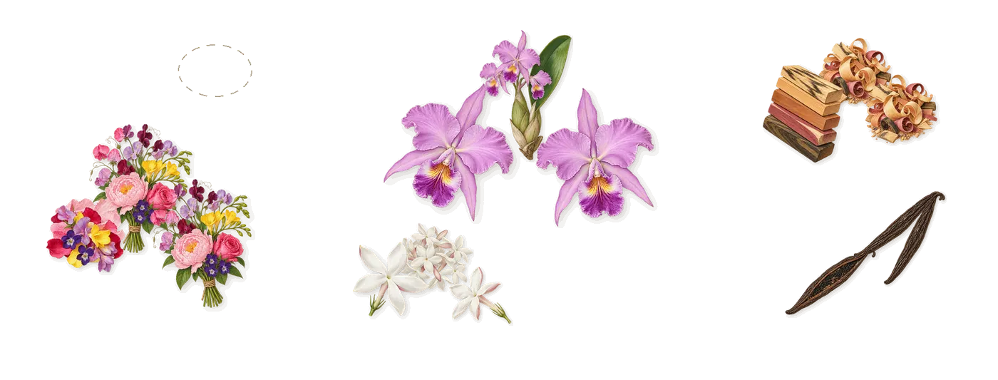 Atheeri’s scent picture, a draft: floral notes, orchid, jasmine, vanilla, woody notes drawn so far; dashed outlines where nothing is drawn yet