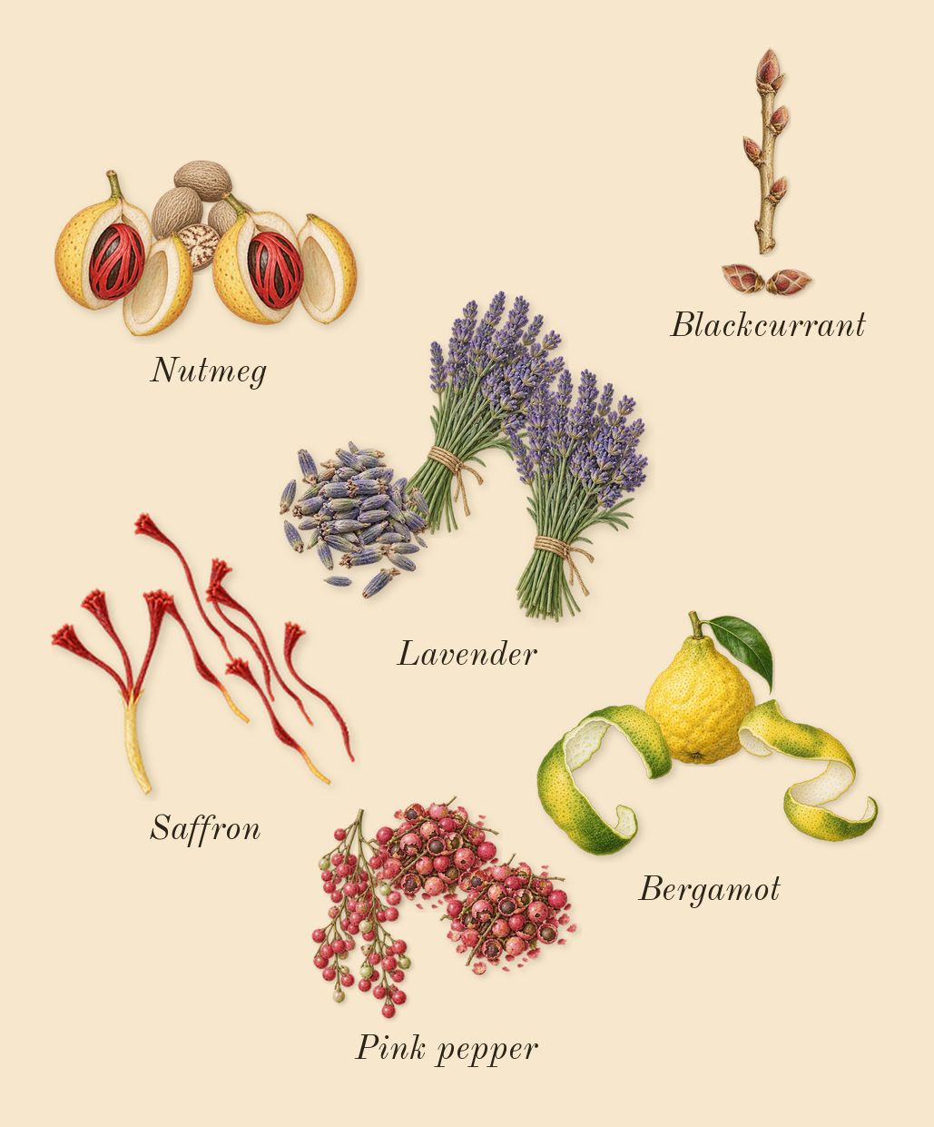 Bade'e Al Oud Oud for Glory, top notes: Saffron, Nutmeg, Lavender, Bergamot, Pink pepper, Blackcurrant