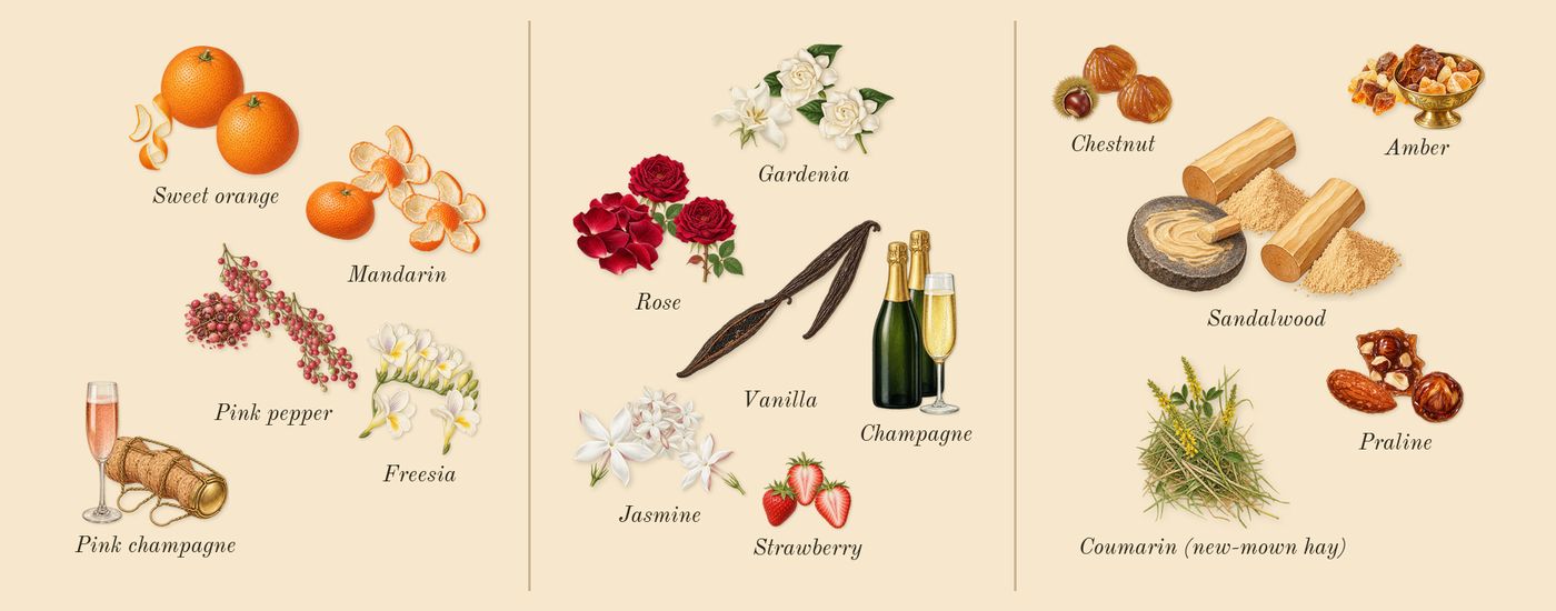 Haya’s scent picture, a draft: pink champagne, pink pepper, sweet orange, mandarin, freesia, gardenia drawn so far; dashed outlines where nothing is drawn yet