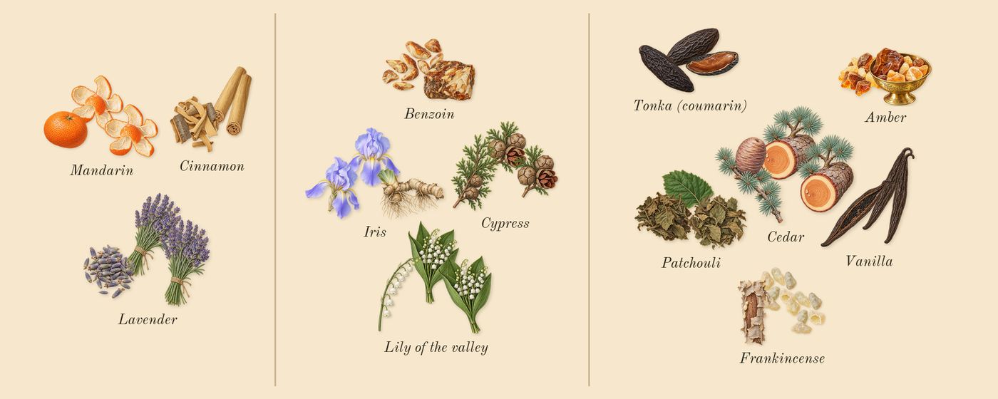 His Confession’s scent picture, a draft: mandarin, cinnamon, lavender, iris, cypress, benzoin drawn so far; dashed outlines where nothing is drawn yet