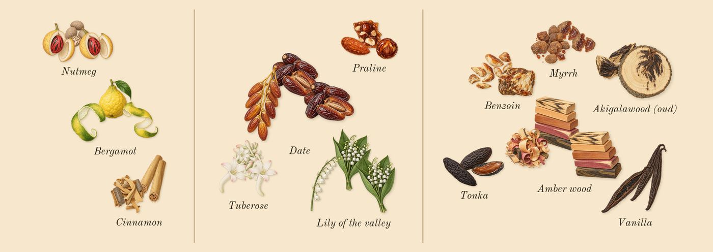 Khamrah’s scent picture, a draft: bergamot, cinnamon, nutmeg, date, lily of the valley, praline drawn so far; dashed outlines where nothing is drawn yet