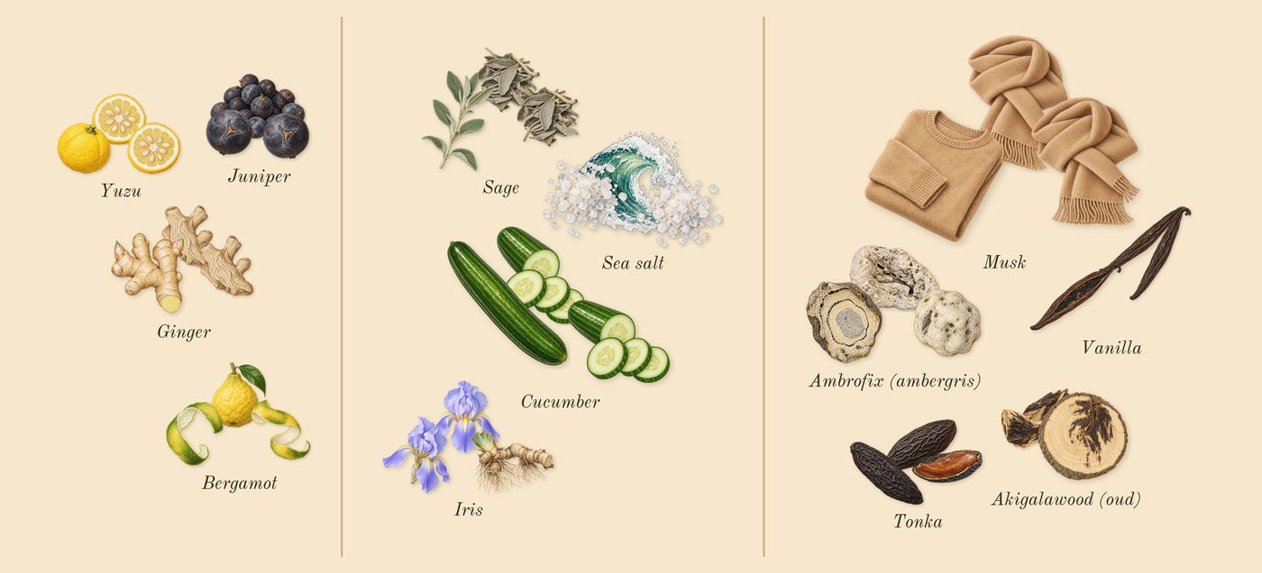 Khamrah Waha’s scent picture, a draft: bergamot, juniper, yuzu, ginger, iris, sage drawn so far; dashed outlines where nothing is drawn yet