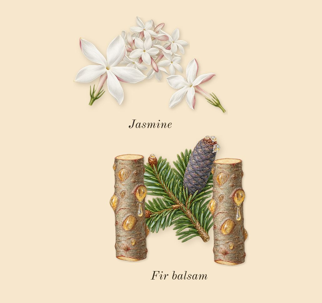 Qaed Al Fursan, heart: Jasmine, Fir balsam