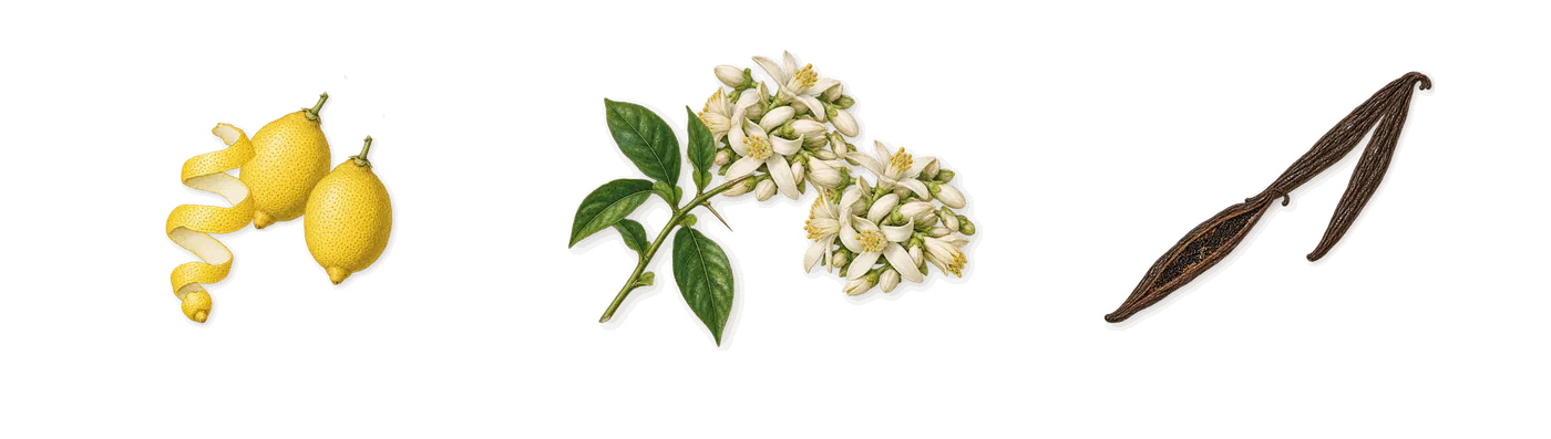 Victoria’s scent picture, a draft: lemon, neroli, vanilla drawn so far; dashed outlines where nothing is drawn yet