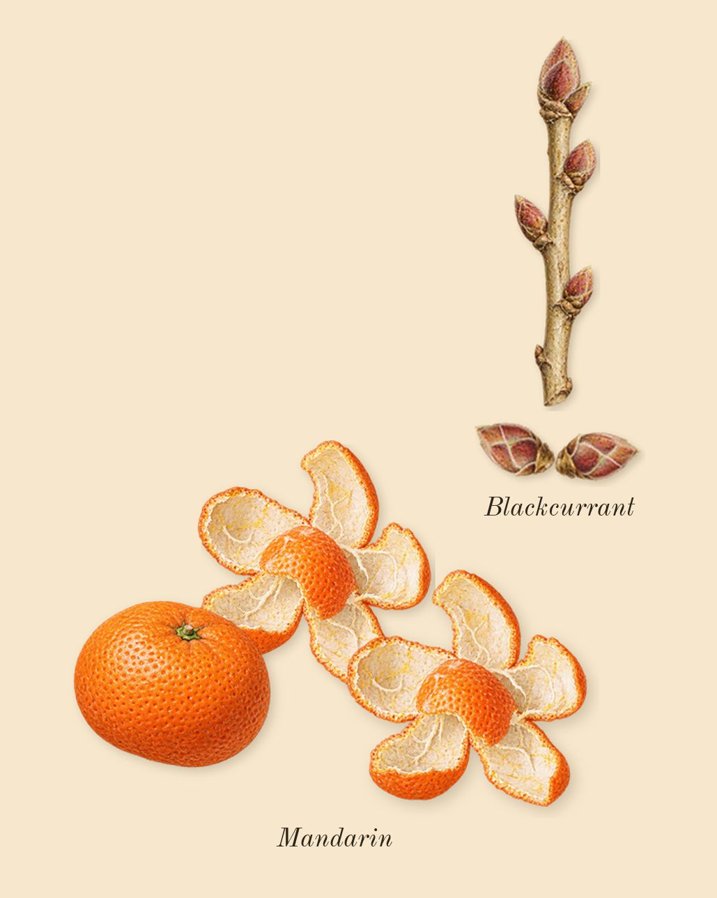 Yara Candy, top notes: Mandarin, Blackcurrant