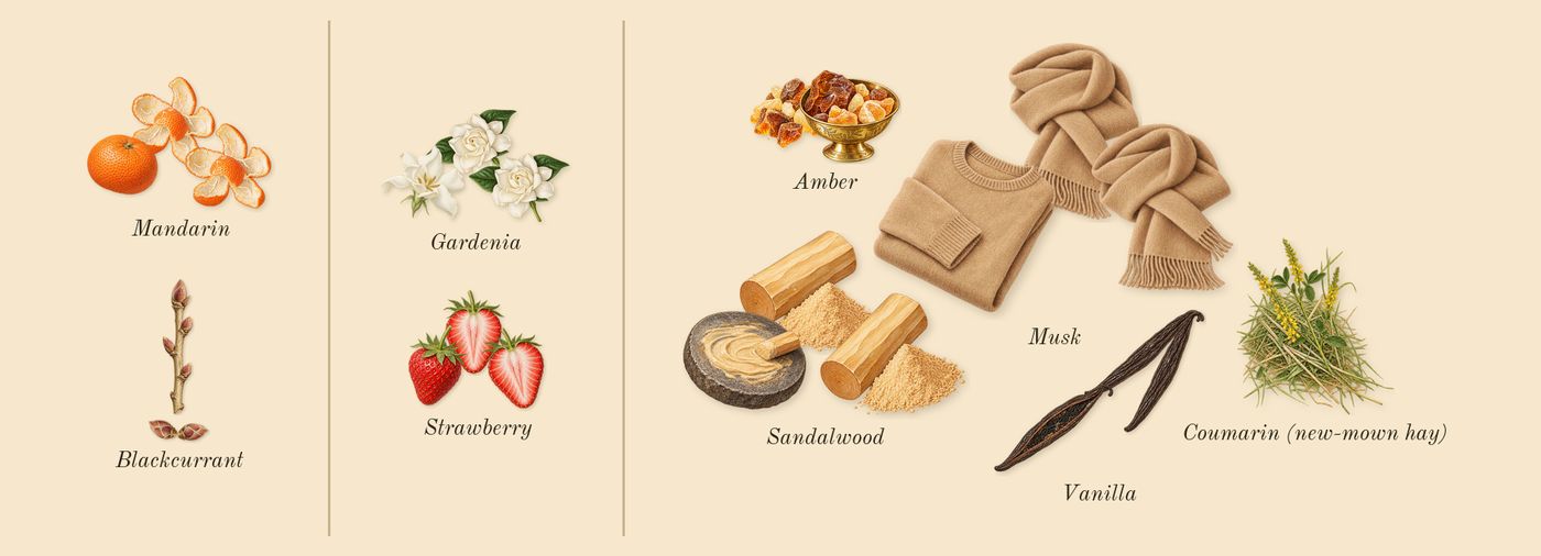 Yara Candy’s scent picture, a draft: mandarin, blackcurrant, strawberry, gardenia, sandalwood, vanilla drawn so far; dashed outlines where nothing is drawn yet