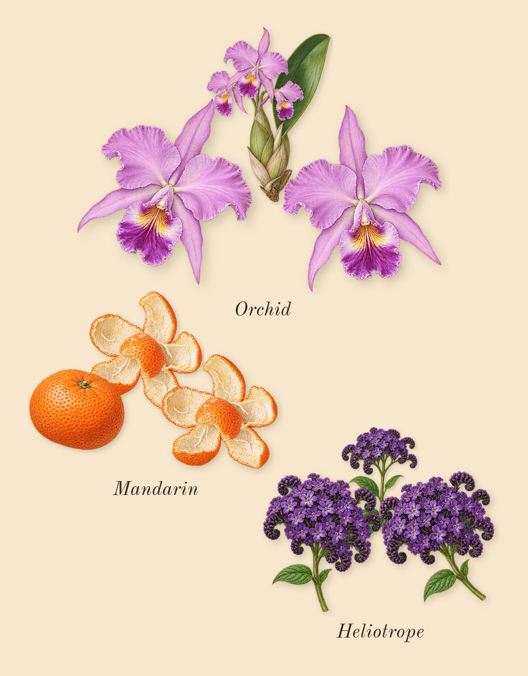 Yara, top notes: Mandarin, Heliotrope, Orchid