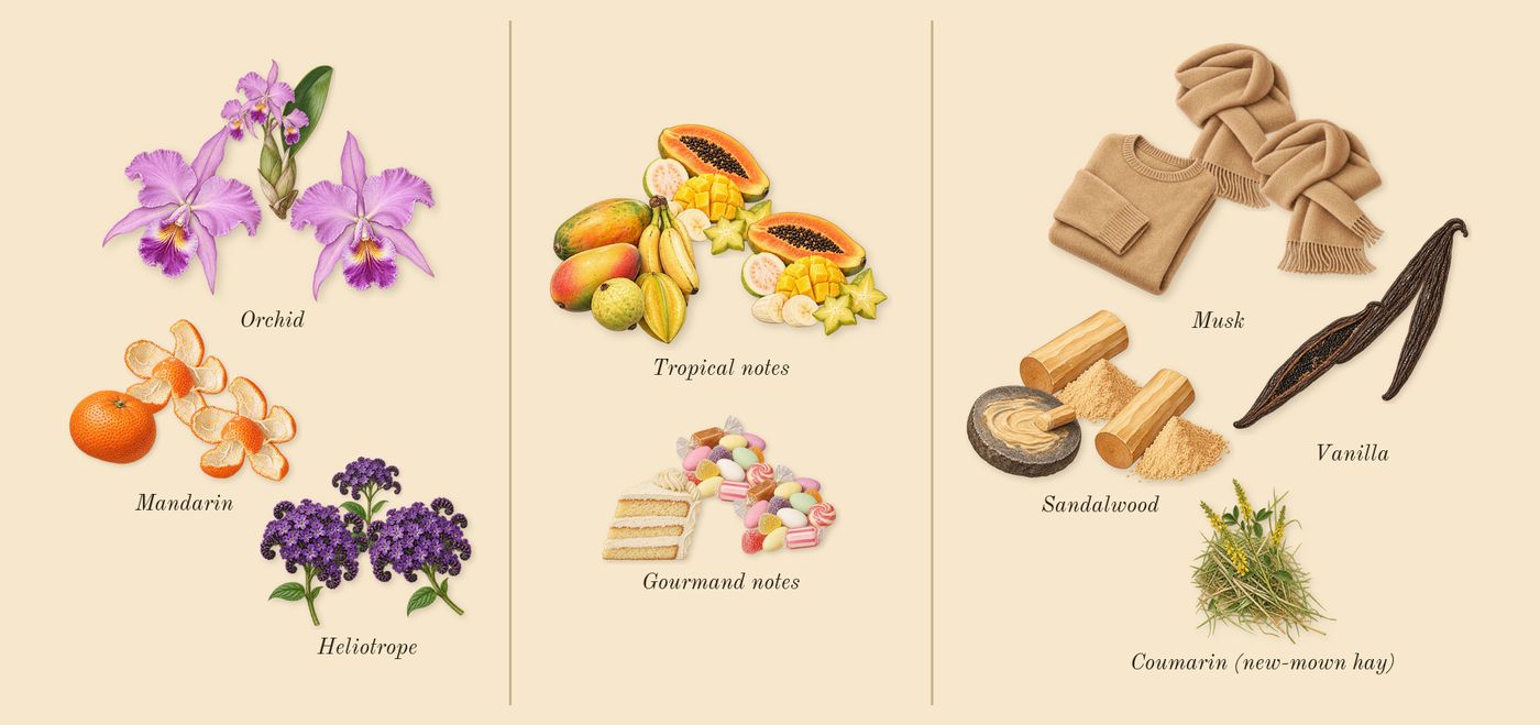 Yara’s scent picture, a draft: mandarin, heliotrope, orchid, tropical notes, gourmand notes, vanilla drawn so far; dashed outlines where nothing is drawn yet