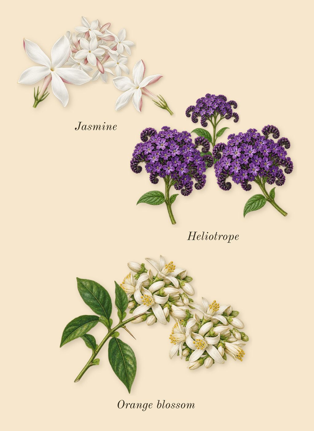 Yara Tous, heart: Jasmine, Heliotrope, Orange blossom