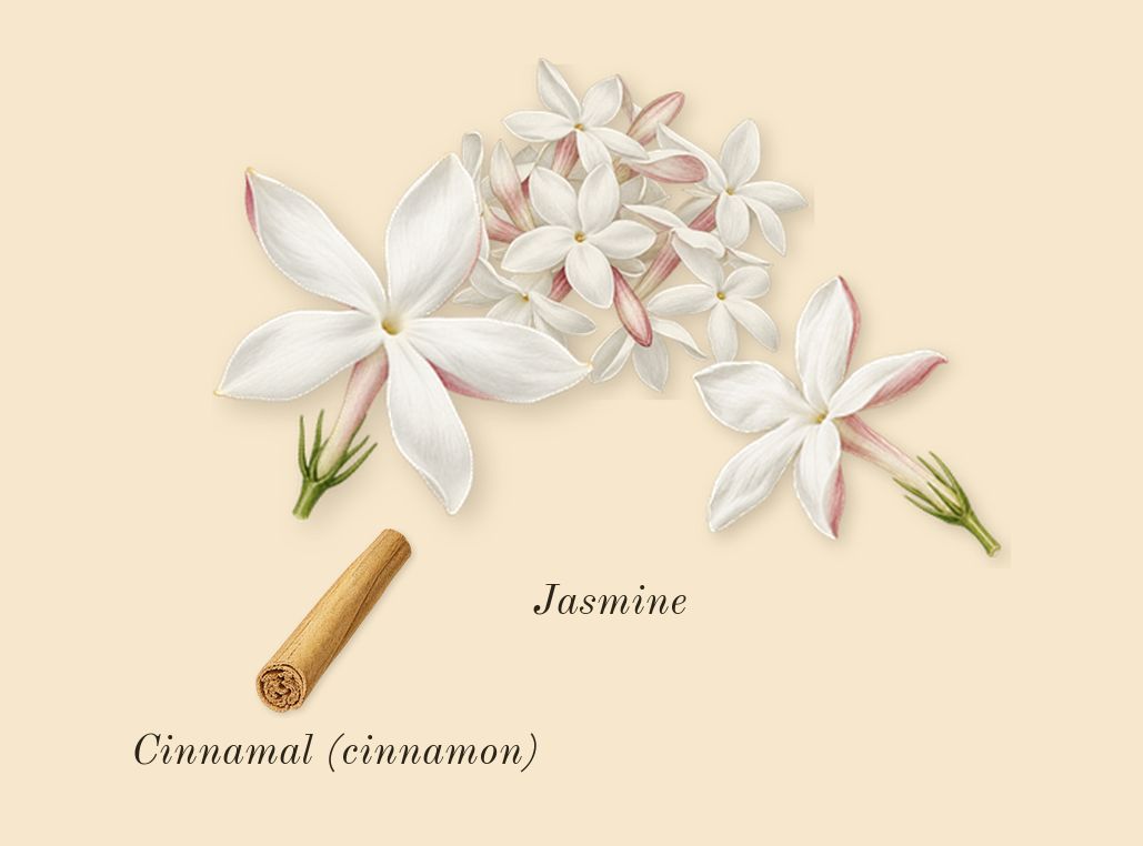 Aldehyde 44, heart: Jasmine, Cinnamal (cinnamon)