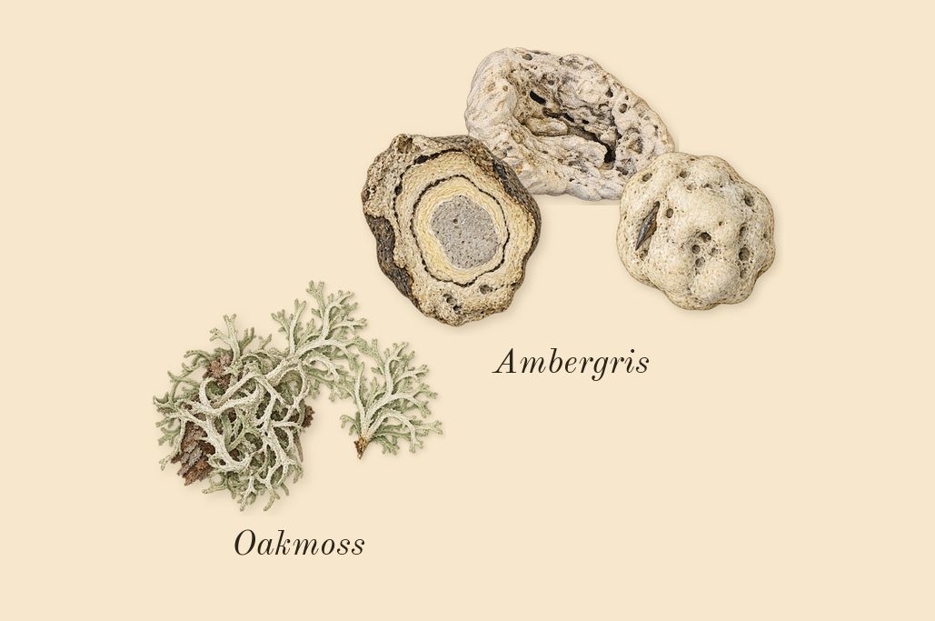 Another 13, dry-down: Ambergris, Oakmoss