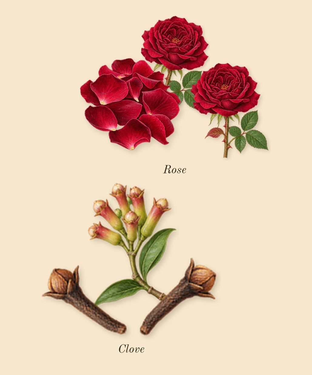 Baie Rose 26, heart: Clove, Rose