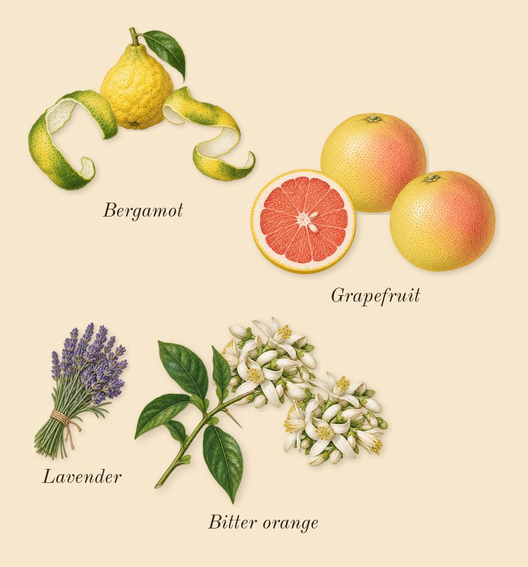 Bergamote 22, top notes: Bergamot, Bitter orange, Grapefruit, Lavender