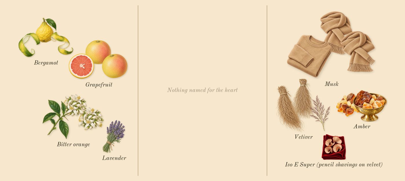 Bergamote 22’s scent picture, a draft: bergamot, bitter orange, grapefruit, amber, musk, vetiver drawn so far; dashed outlines where nothing is drawn yet